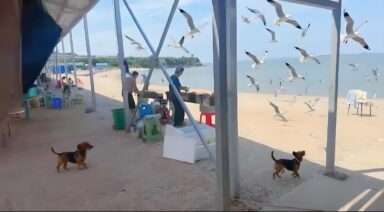 LOVE SAND® cat litter factory