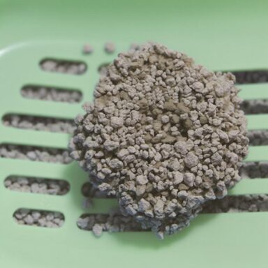 Cat Global® green bentonite cat litter irregular shaped