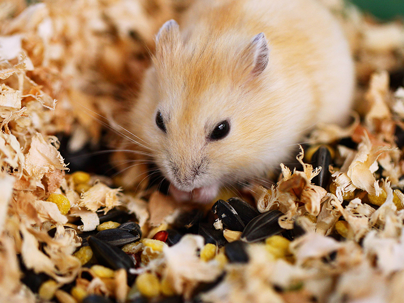 Help You Know to How to Give Your Hamster a Sand Bath