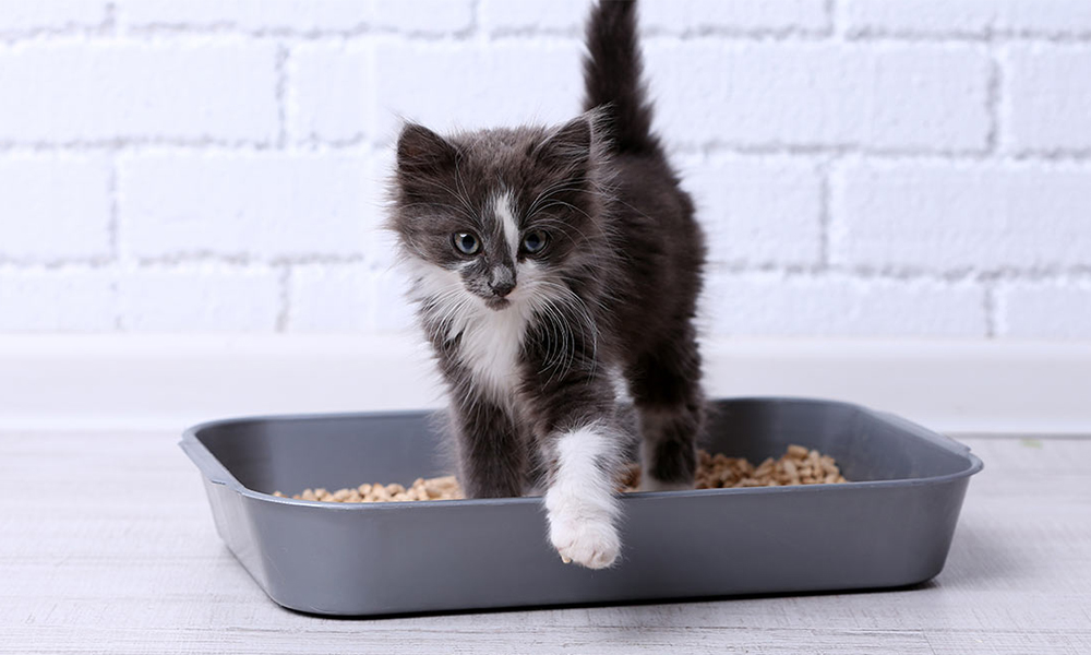 Best clumping clearance cat litter 2019