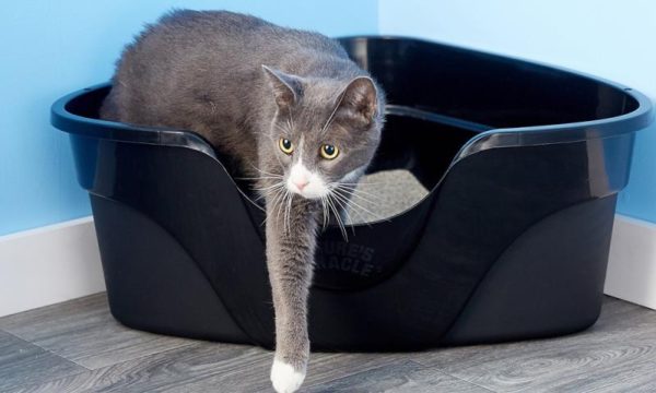 How Often to Change The Cat Litter [Pratical Suggestion]