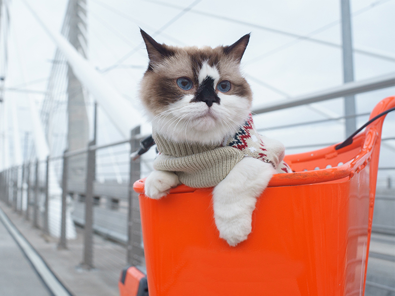 biodegradable cat litter