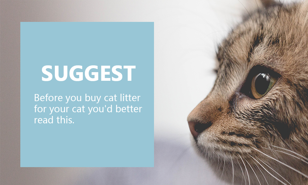 buy cat litter