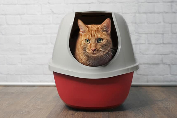 double layer cat litter box