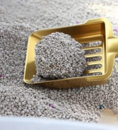 cat global premium cat litter