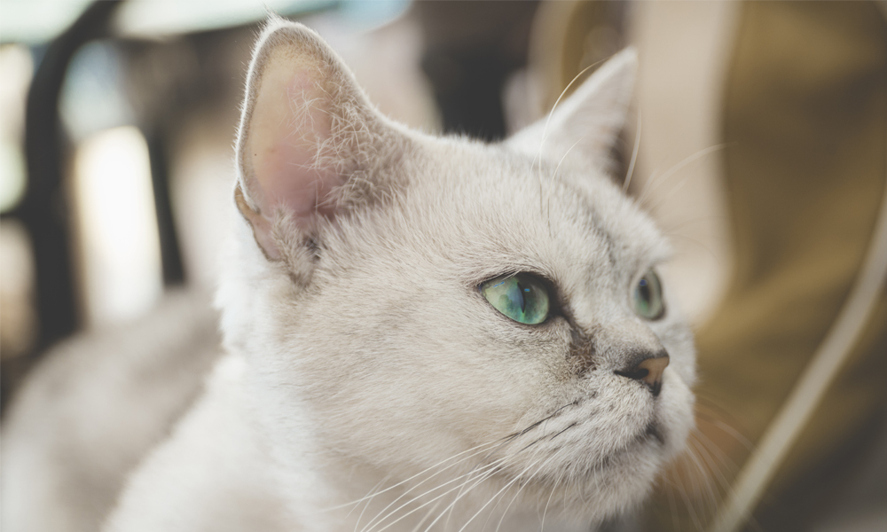 biodegradable cat litter