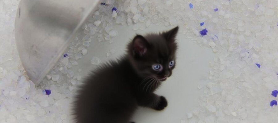 LOVE SAND CAT LITTER
