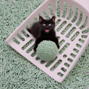 cat litter brands